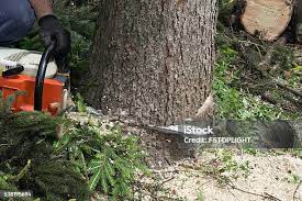 Reliable Saybrook Manor, CT Tree Services Solutions